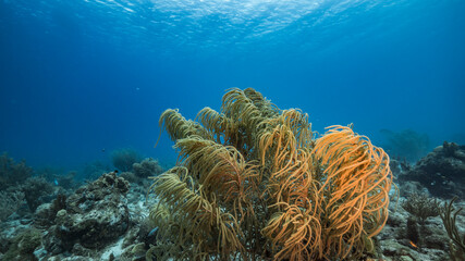 Seascape in turquoise water of coral reef in Caribbean Sea / Curacao with fish, coral and sponge