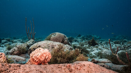 Seascape in turquoise water of coral reef in Caribbean Sea / Curacao with  Scorpionfish, coral and sponge