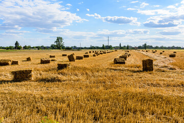 Fototapeta premium Bales of straw at the agricultural field. Agricultural concept
