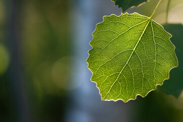 Very beautiful aspen leaf in backlight, macro, space for text