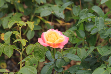 bright beautiful flowers in  botanical garden