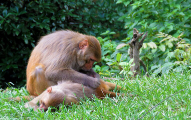 mother and baby relation.Mother Monkey picking lice from her baby,