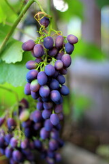 grapes on vine