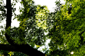 ビジネス街の公園　東京都千代田区　日本