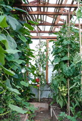 tomato plants growing in a greenhouse. summer harvest.Horticulture