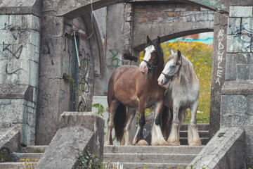 Traveller Horses free roaming in an abandoned hospital, Cork, Ireland