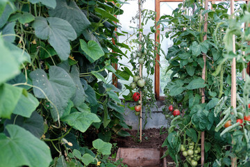 tomato plants growing in a greenhouse. summer harvest. Horticulture