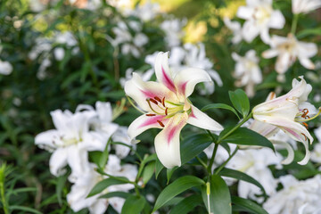 都会の公園にいっぱい咲くユリの花　東京都千代田区　日本