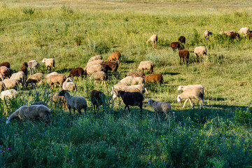 Flock of sheeps grazing on the meadow at summer