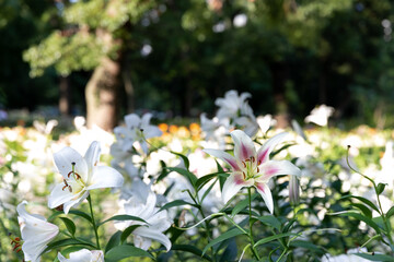 都会の公園にいっぱい咲くユリの花　東京都千代田区　日本