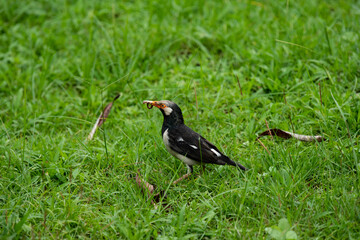 Asian pied myna