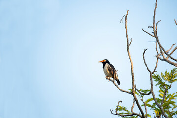 Asian pied myna