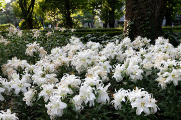 都会の公園にいっぱい咲くユリの花　東京都千代田区　日本