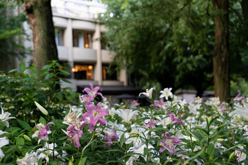 Fototapeta na wymiar 都会の公園にいっぱい咲くユリの花　東京都千代田区　日本