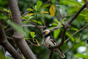 Black - collared Myna