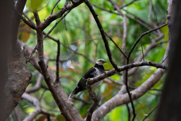 Black - collared Myna