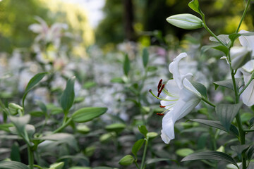 都会の公園にいっぱい咲くユリの花　東京都千代田区　日本