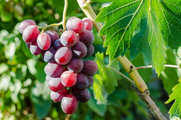 A cluster of juicy pink grapes hangs on a bush with leaves.