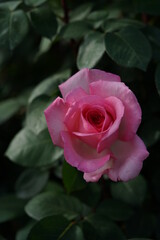Light Pink Flower of Rose 'Violina' in Full Bloom
