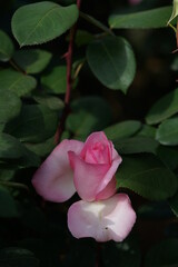 Light Pink Flower of Rose 'Violina' in Full Bloom
