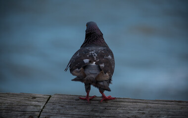 Pigeon Looking On