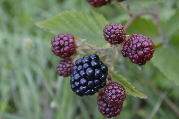 blackberries in the garden