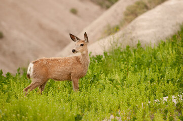 Naklejka na ściany i meble deer in Badlands national park