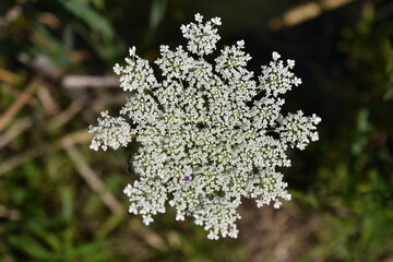 close up of a white flower