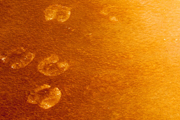 Hot springs ar yellowstone national park