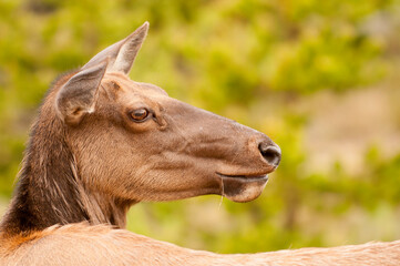 Deer in Grand Teton National Park