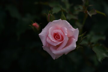 Light Pink Flower of Rose 'Warabeuta' in Full Bloom

