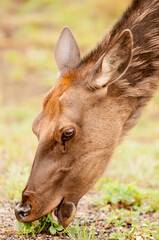 Deer eating grass in Grand Teton National Park