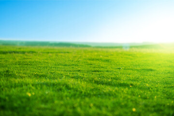 Obraz na płótnie Canvas Spring fresh bright green grass at sunset on a warm sunny day. Beatiful morning green field with blue heaven .