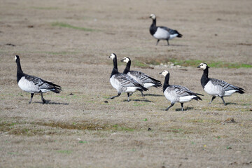 Weißwangengans oder Nonnengans (Branta leucopsis)	
