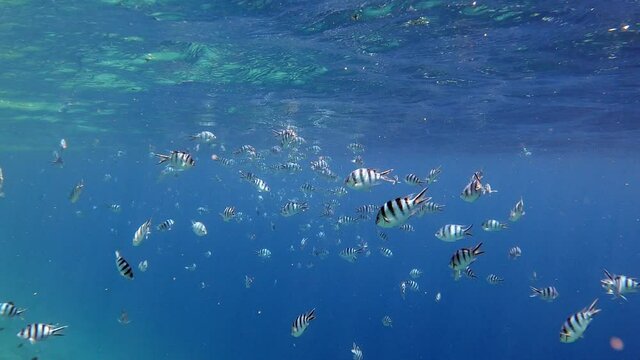 A school of beautiful Scissortail Sergeant Fish shining in the light under the waves - underwater