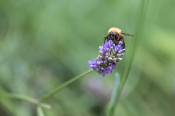 Biene auf Lavendelblüte