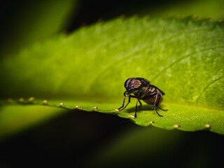 fly drinking dew on green leaf