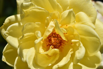 yellow flower