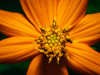 orange flower macro
