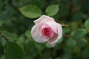 Light Pink Flower of Rose 'Wedgwood Rose' in Full Bloom
