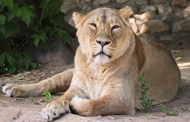 Naklejka na ściany i meble Beautiful wild lioness close up.