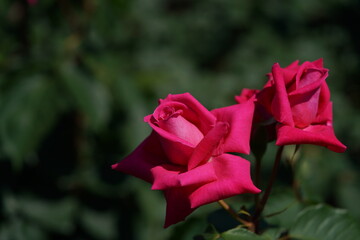 Pink Flower of Rose 'Wendy Cussons' in Full Bloom
