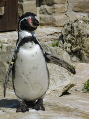 Naklejka premium penguin on the rocks