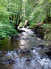 river in the forest