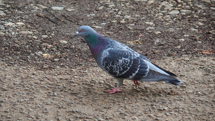 地面を歩いている鳩