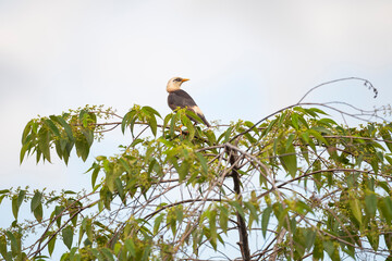 Vinous - bareasted Starling
