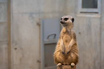 ミーアキャット