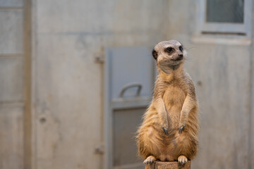 ミーアキャット