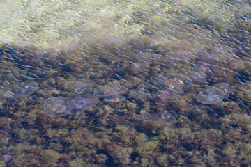 Ohrenquallen an der Ostsee	
