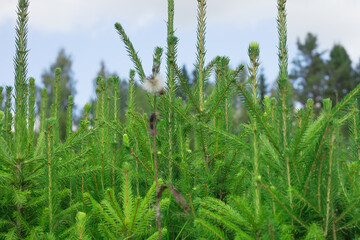 Spruce green seedlings grow in the nursery. Close-up photo. Selective focus. Natural background.